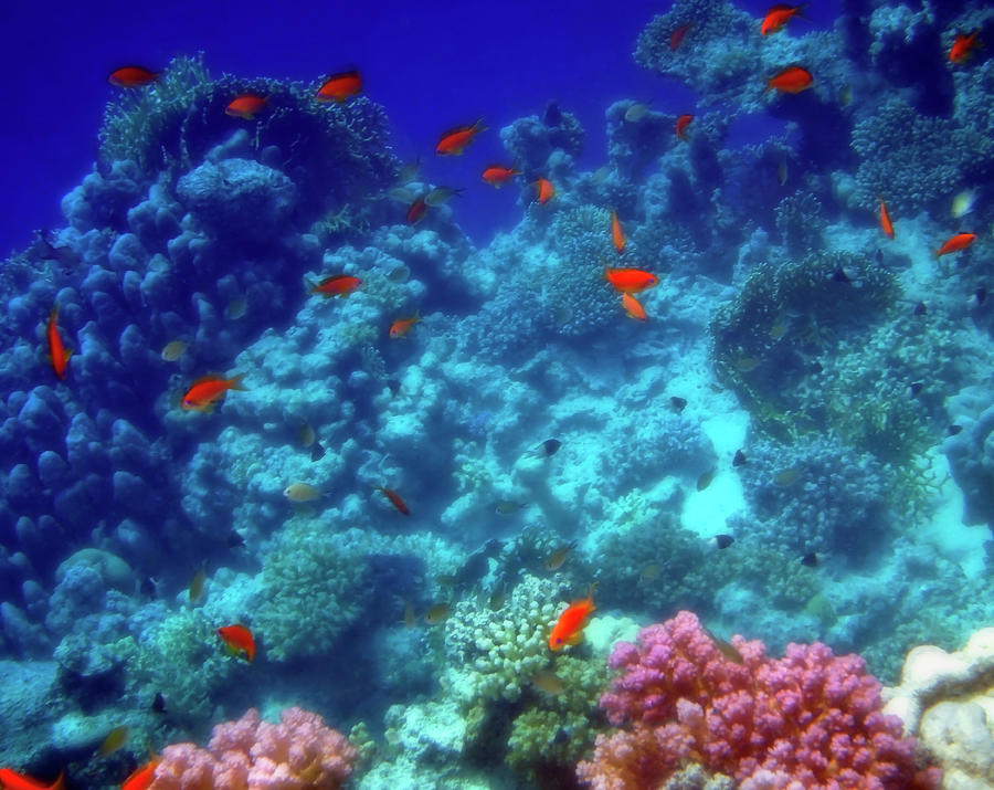 Wonderful Red Sea Anthias In Front Of Me Photograph by Johanna Hurmerinta