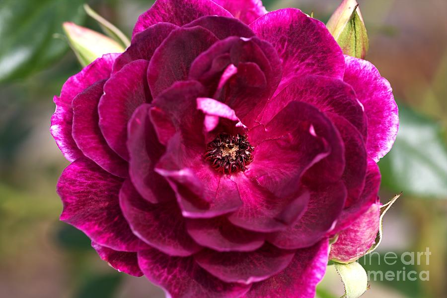 Nature Photograph - Wonderful Rose by Joy Watson