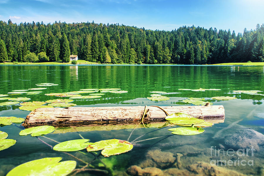 Nature Photograph - Wonderful small altitude french Genin lake in middle of wild pine forest in summer in Jura mountains by Gregory DUBUS