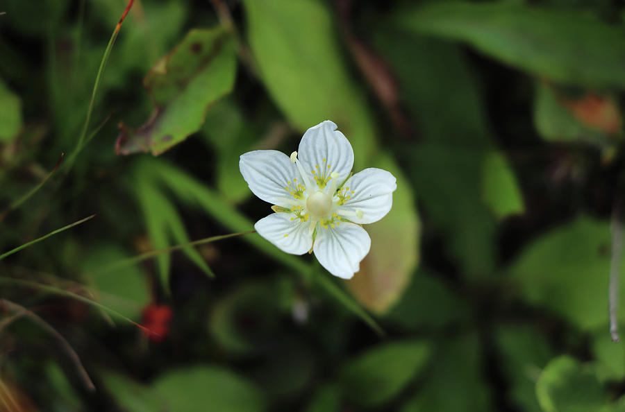 Wonderful Solo Parnassia Palustris In Green Vegetation In Jeseniky Mountains, Czech Republic. Marsh Grass Of Parnassus. Northern Grass-of-parnassus With Five White Petals. Concept Of Summer Flowers Photograph