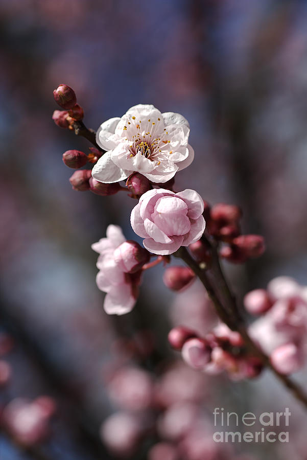 Nature Photograph - Wonderful Spring Blossom by Joy Watson