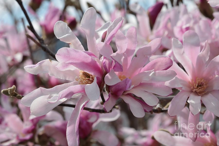 Wonderful Spring Pink Magnolias Photograph by Carol Groenen