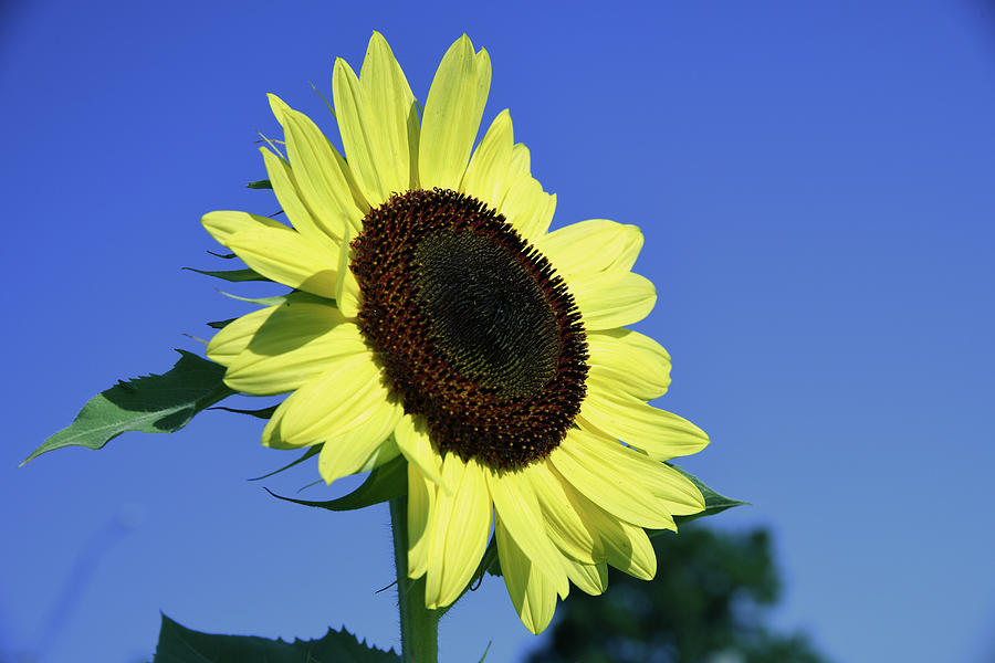 Wonderful Sunflower Photograph