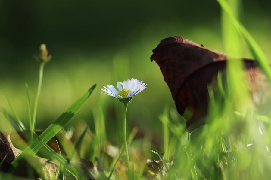 Wonderful white daisy between marple leaf and grass on the garden. Touch of a beauty. Magic of nature in real time. Happiness from wildness Photograph by Vaclav Sonnek