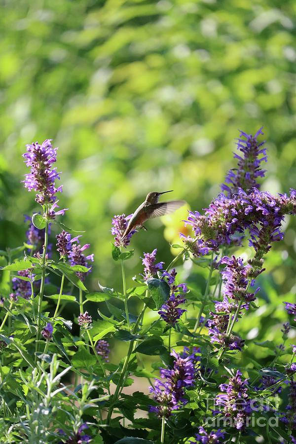 Wonderful World of the Hummingbird Photograph by Carol Groenen