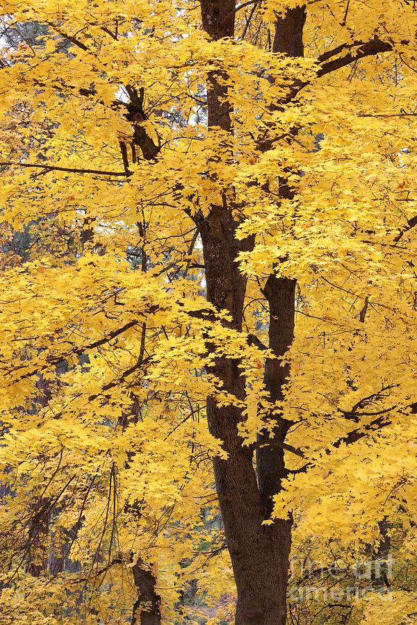 Wonderful Yellow Maple Photograph by Carol Groenen