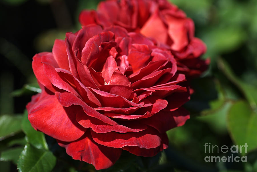 Wonderfully Red Roses Photograph by Joy Watson