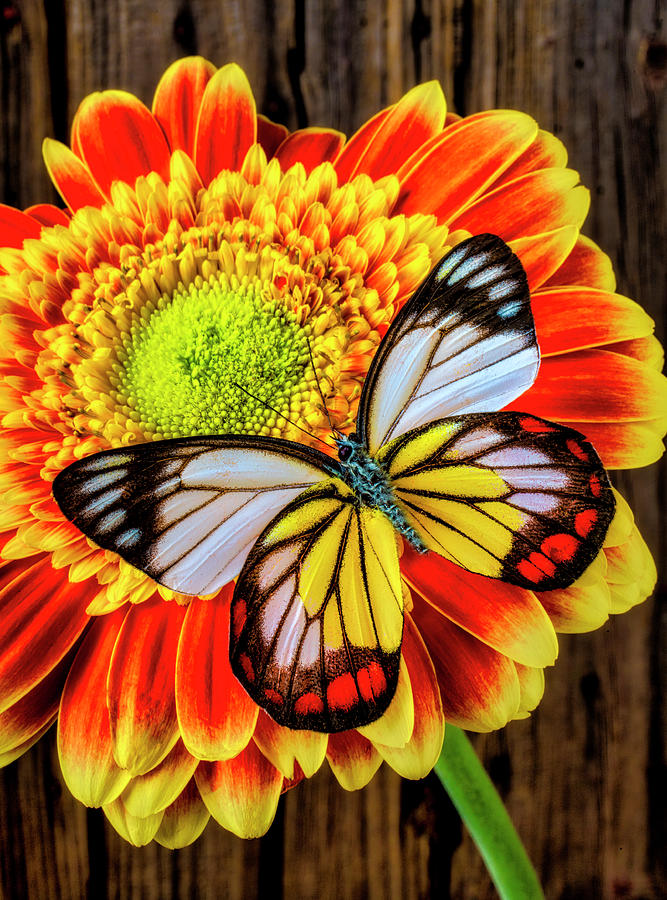 Wonderfully Vivid Butterfly On Gerbera Daisy Photograph by Garry Gay
