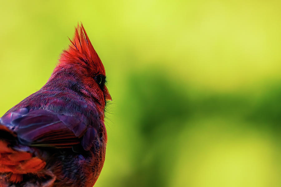 Wondering Cardinal Photograph by Rich Kovach