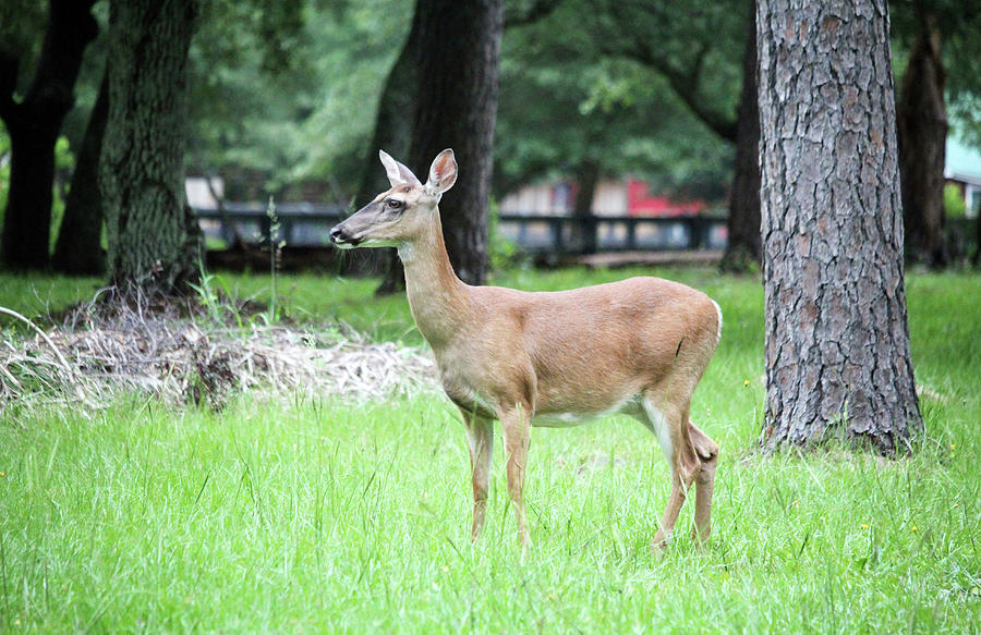 Wondering Deer Photograph by Cynthia Guinn