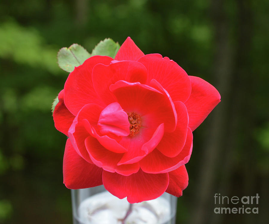 Rose Photograph - Wonderment by Aicy Karbstein