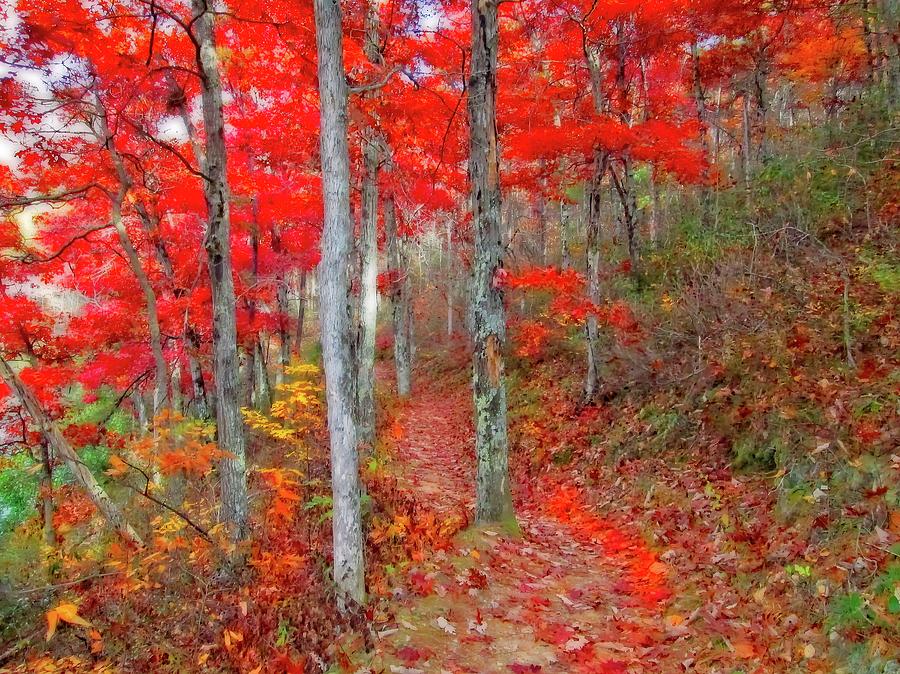Wonders of Autumn  Photograph by Lynn Bauer