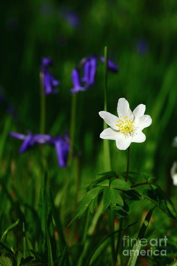 Wood anemone flower and bluebells Photograph by James Brunker