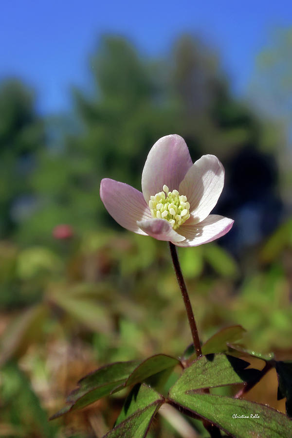 Wood Anemone Flower Photograph by Christina Rollo