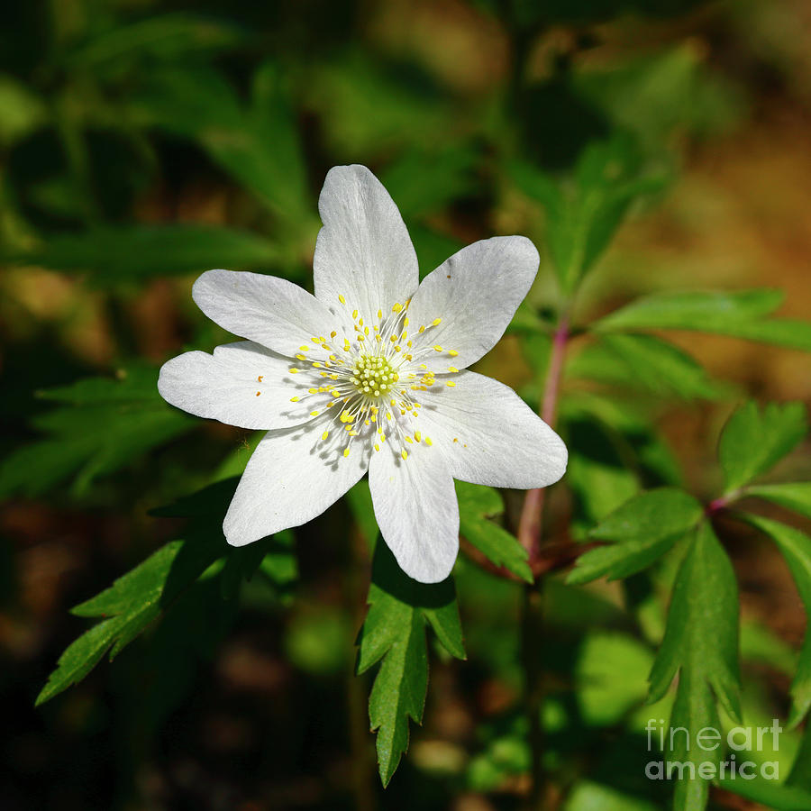 Wood anemone flower Photograph by James Brunker