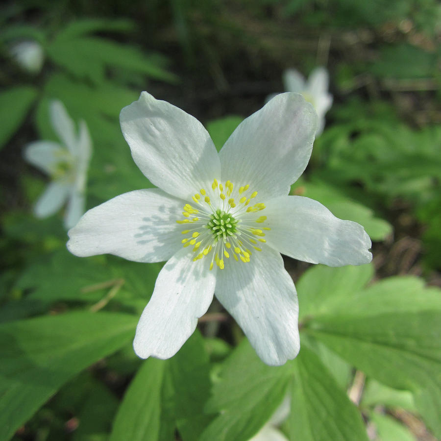 Wood anemone Photograph by Johanna Virtanen