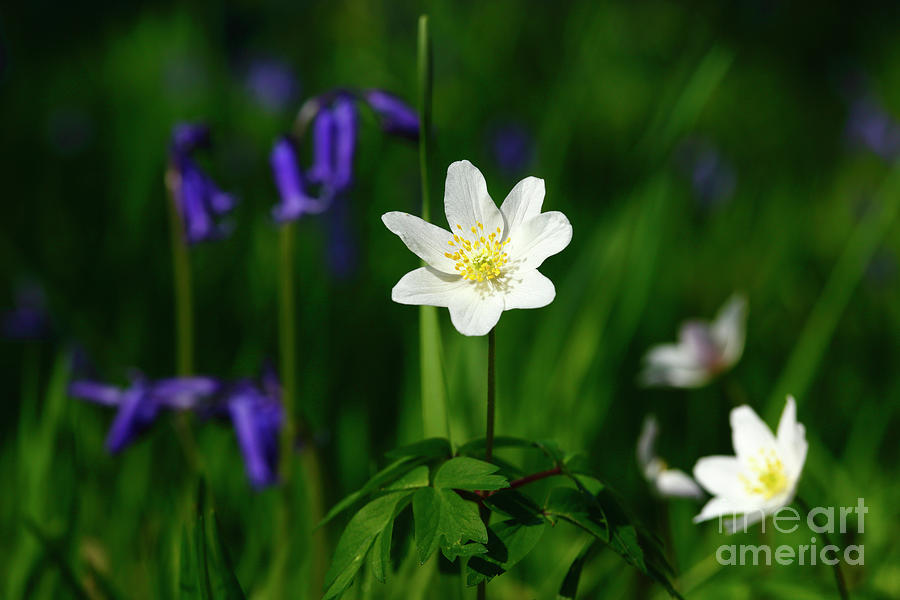 Wood anemones and bluebells in flower Photograph by James Brunker