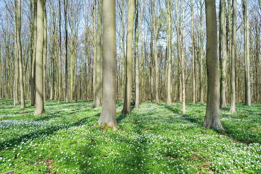 Wood Anemones, Hallerbos, Belgium Photograph