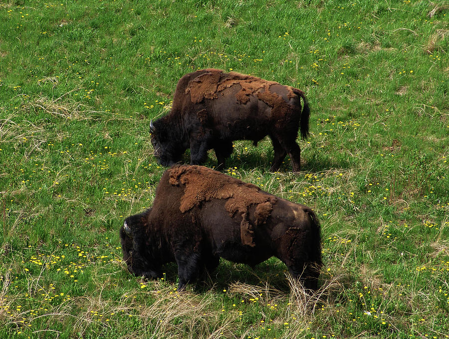 Wood Bison Photograph by Robert Braley