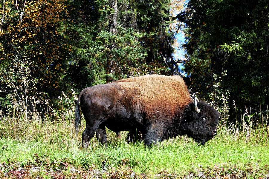 Wood Bison Bull by Phil Banks Wood Bison Bull by Phil Banks
