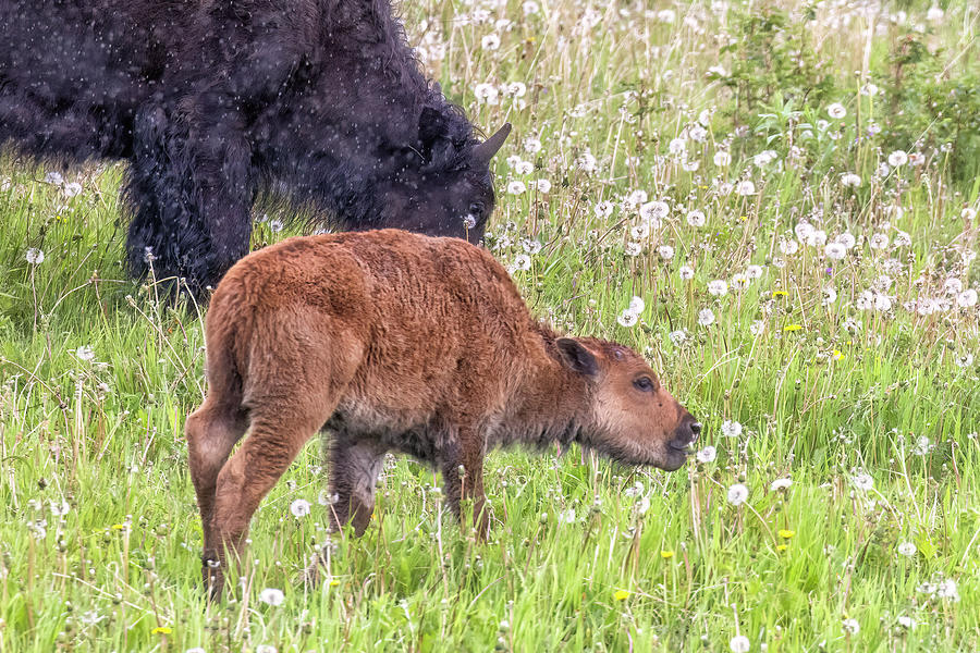 Wood Bison Calf Eating Dandelions Photograph by Belinda Greb
