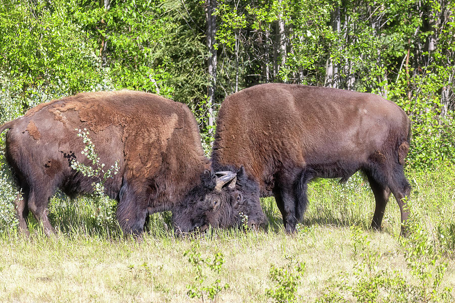 Wood Bison Head to Head Photograph by Belinda Greb