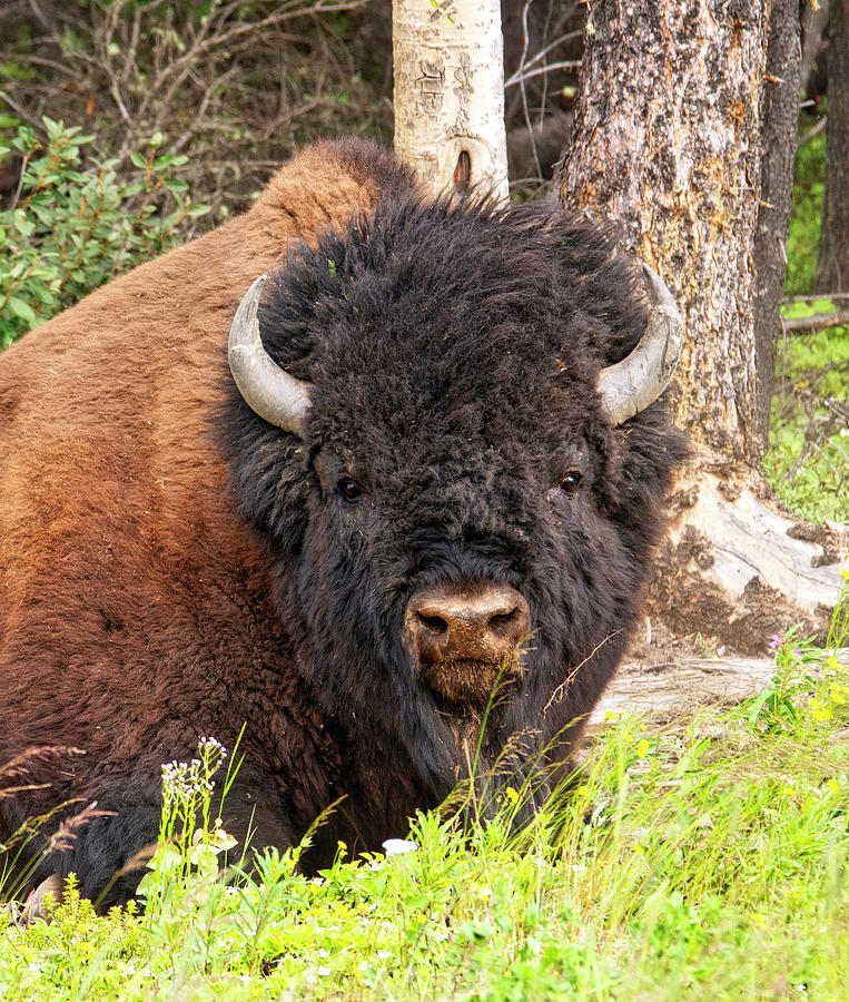 Wood Bison Headshot Photograph by Robert Libby