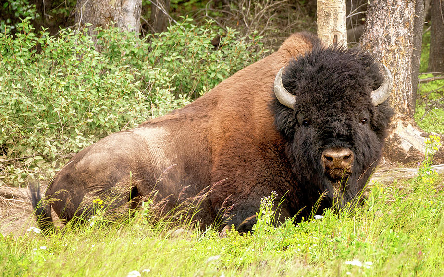 Wood Bison Photograph by Robert Libby