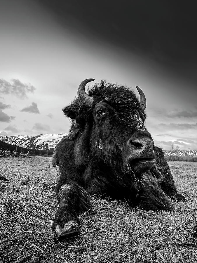 Wood Bison Photograph by Scott Slone