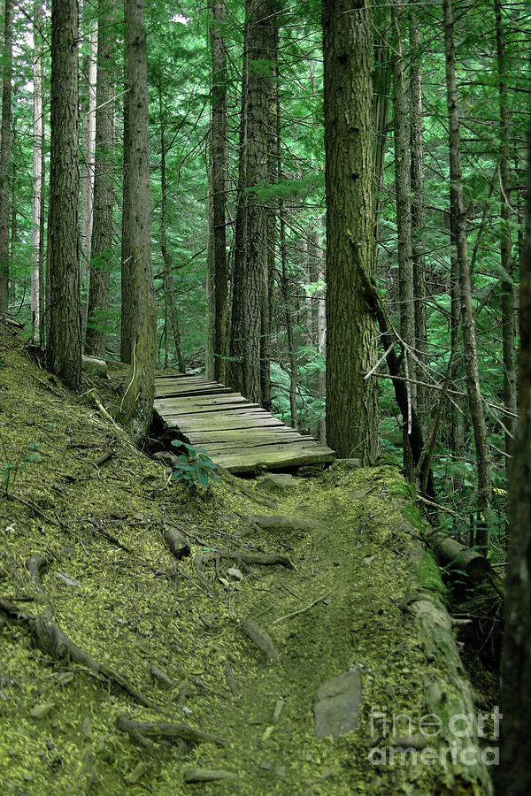 Wood Bridge On A Forest Path Photograph