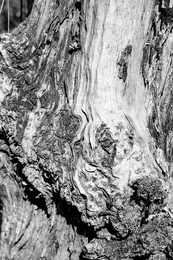 Unique Photograph - Wood Burl Tree by Hakon Soreide