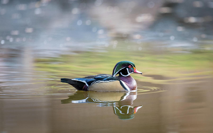 Wood duck 1 Photograph by Stephen Holst