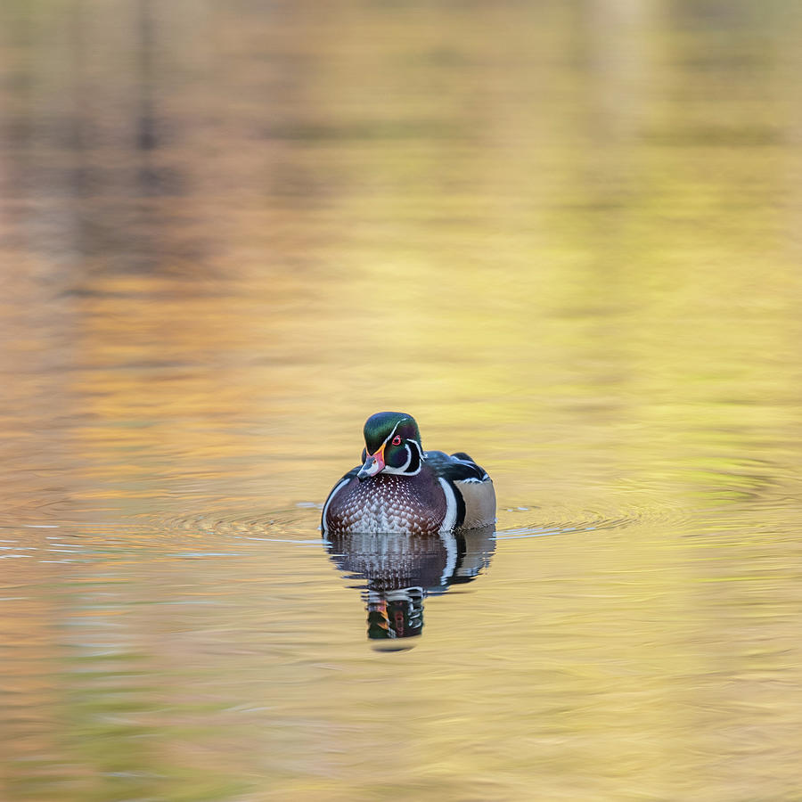 Wood Duck 2 Photograph by Stephen Holst