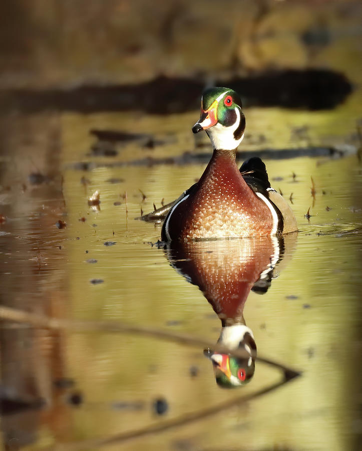 Wood Duck 694, Indiana Photograph by Steve Gass