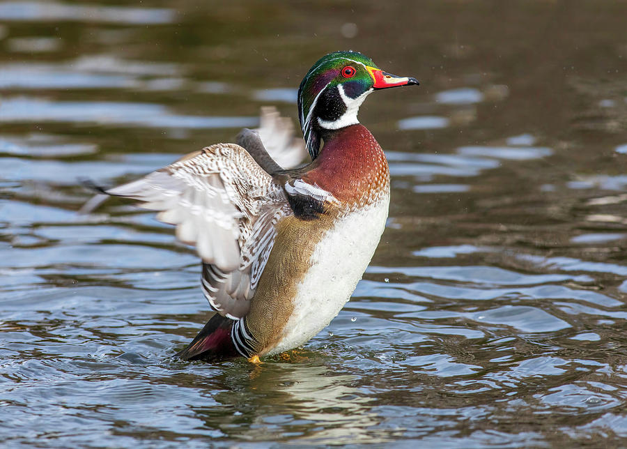 Wood duck action 2 Photograph by Lynn Hopwood