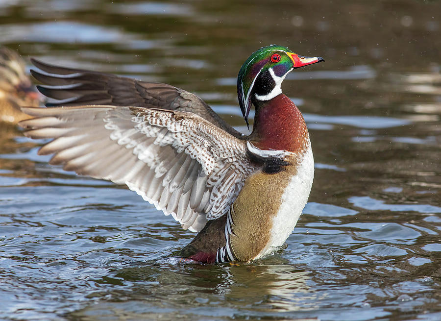 Wood duck action Photograph by Lynn Hopwood