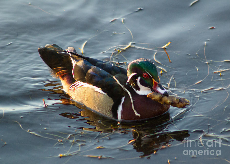 Wood Duck and His Afternoon Snack Photograph by Sea Change Vibes