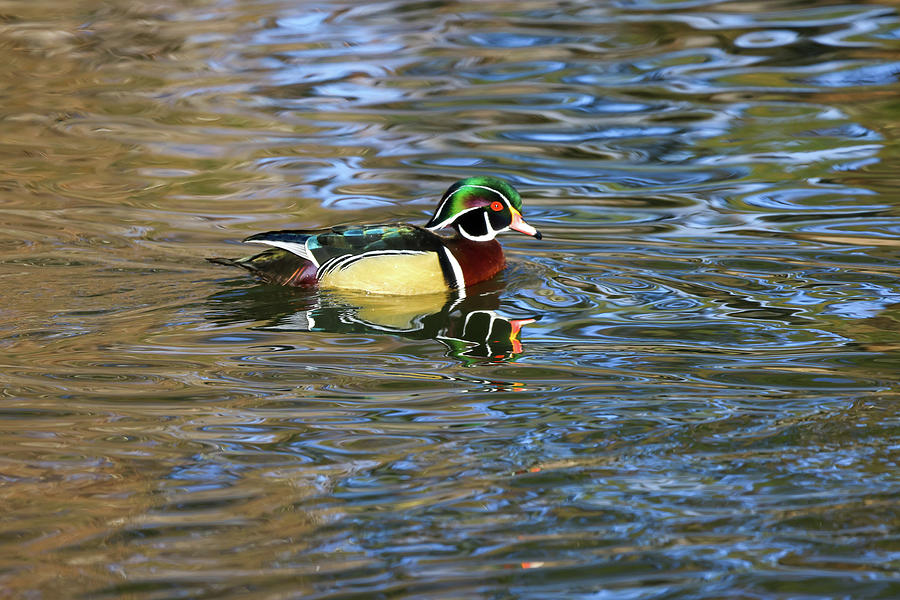 Wood Duck And Its Reflection Photograph