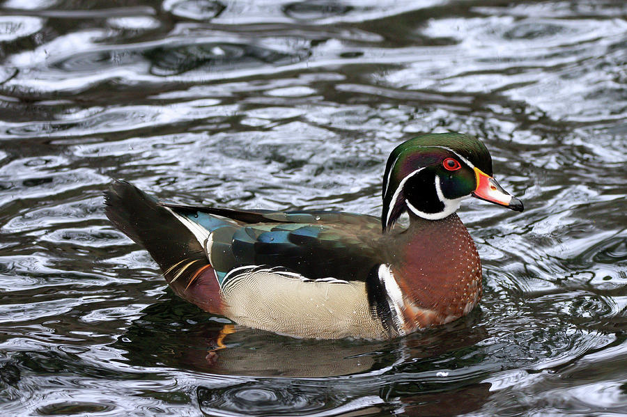 Wood Duck at Storybook Gardens Photograph by Judy Tomlinson - Fine Art ...