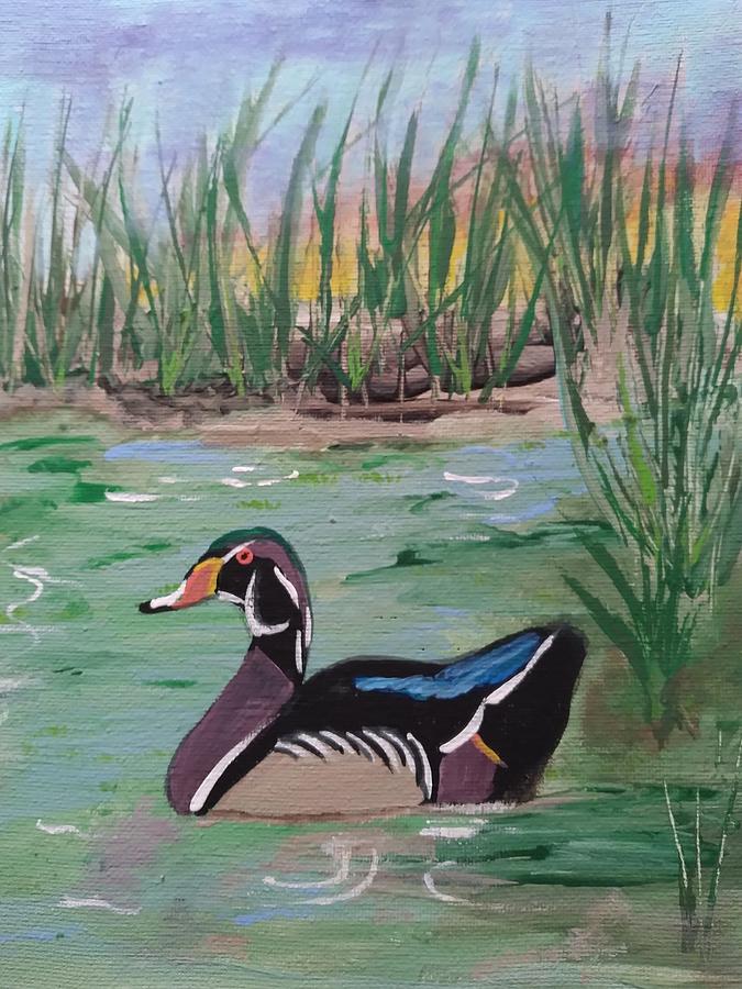 Wood duck  Painting by Barbara Fincher