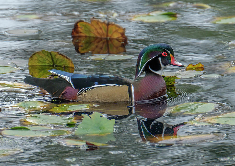 Wood Duck Photograph by Bill Ray