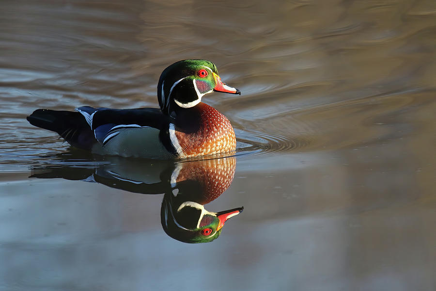 Wood Duck Photograph by Brook Burling