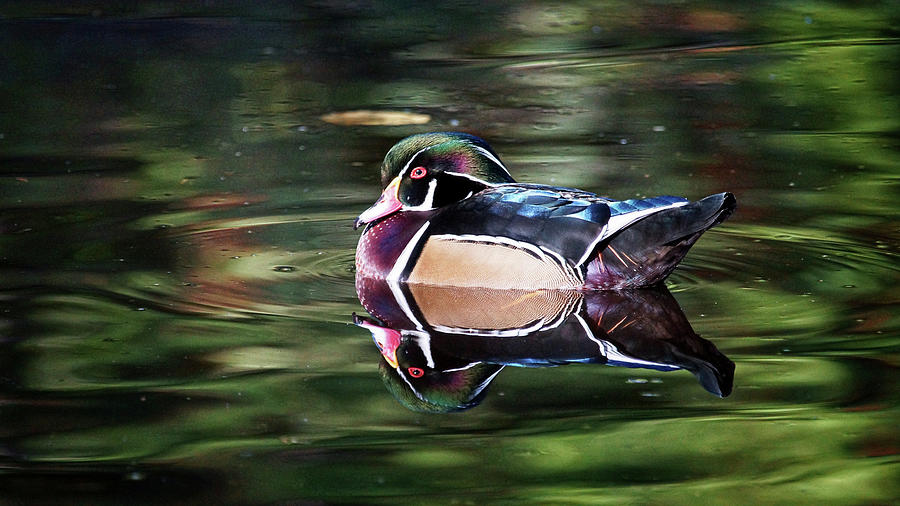 Wood Duck Photograph by Cameron Wood