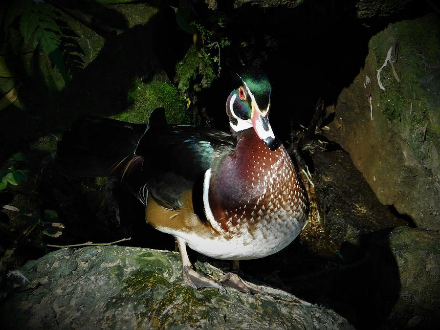 Wood Duck Photograph by Carl Moore