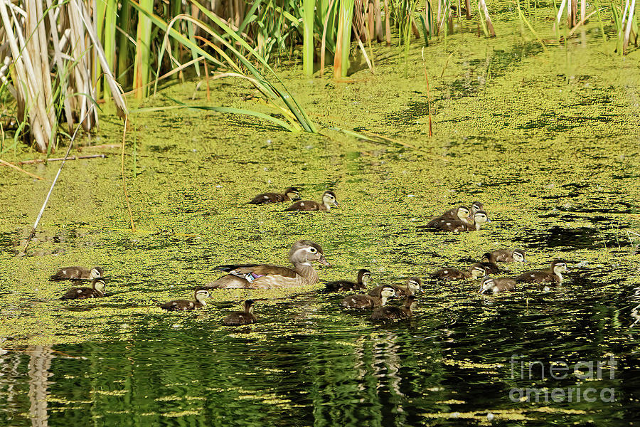 Wood Duck Chicks in Duck Weed Photograph by Natural Focal Point Photography