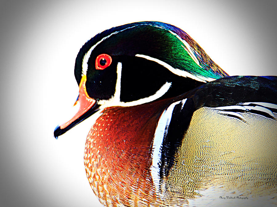 Wood Duck Close Up Photograph by Mary Walchuck