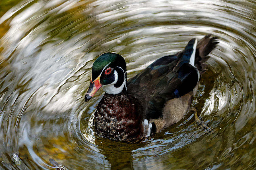 Wood Duck Photograph by Colin Hocking