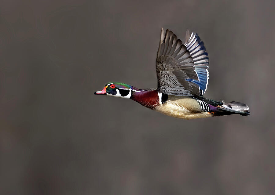 Wood Duck Color Photograph by Art Cole
