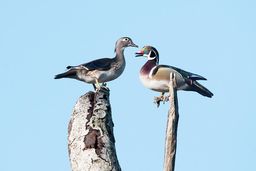 Wood Duck Couple At Saunders Pond 2021 03 Photograph