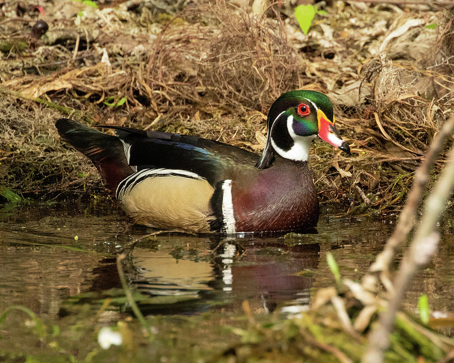 Wood Duck  Photograph by Dorothy Cunningham
